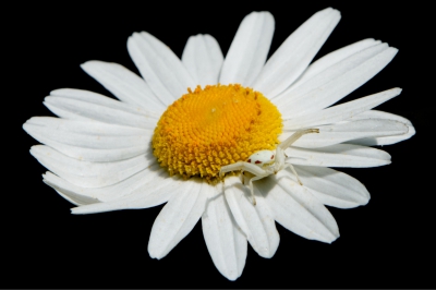 Daisy with Crab Spider